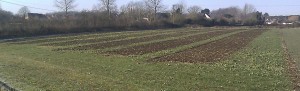 Hortham Allotments - Almondsbury 11 Feb 2012